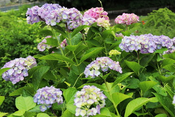 紫の紫陽花の花