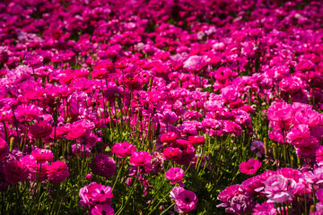 Obraz premium Pink rununculus blooms at the Flower Fields of Carlsbad.