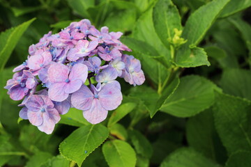 赤紫色の紫陽花