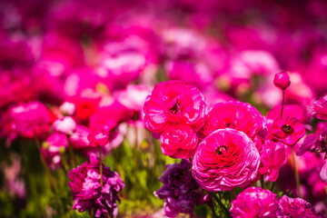 Pink rununculus blooms at the Flower Fields of Carlsbad.