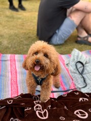 child with teddy bear