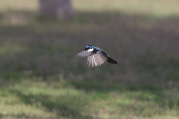 Flycatcher flight