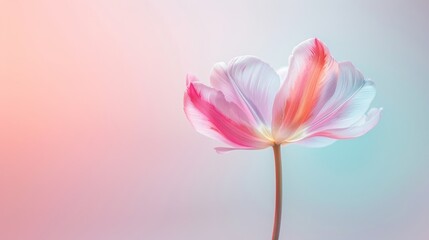 Obraz premium Delicate pink and white flower with soft pastel background, capturing the beauty and elegance of nature in a minimalist composition.