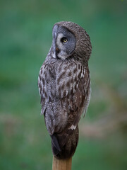 Great grey owl (Strix nebulosa)