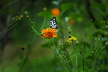 butterfly on a flower