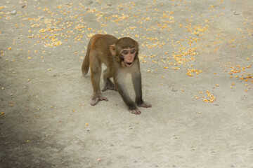 japanese macaque eating