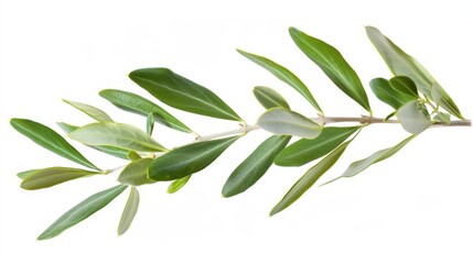 Fototapeta premium Olive Branch with Lush Green Leaves