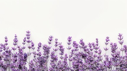 Purple Lavender Flowers on White Background