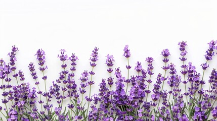 Naklejka premium Lavender Flowers on White Background