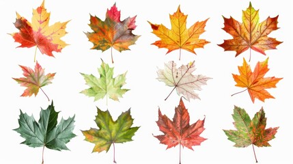 Fototapeta premium Collection of Colorful Autumn Maple Leaves