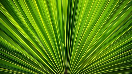 Fototapeta premium A radiant pattern of a green palm leaf, showcasing its natural symmetry and vibrant coloration, creating an aesthetic and tropical visual appeal.