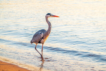 A heron hunting in the sea. Grey heron on the hunt