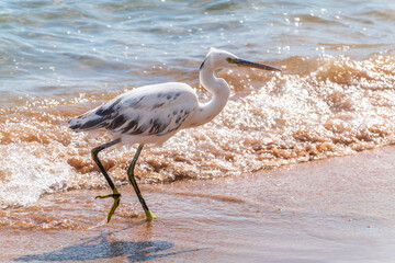 White Western Reef Heron (Egretta gularis) at Sharm el-Sheikh beach, Sinai, Egypt
