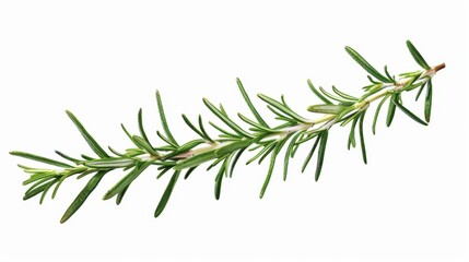 Obraz premium Fresh Sprig of Rosemary Isolated on White