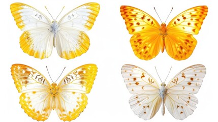 Four Vibrant Butterflies in a Collage