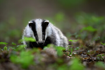 Baby Badger close up ( Meles meles )