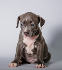 sad gray puppy on white background