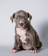 sad gray puppy on white background