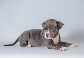 sad gray puppy on white background