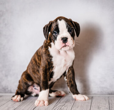 brown brindle boxer puppy on a gray background in the studio