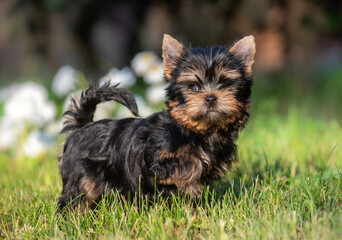 small cute Yorkshire terrier puppies in the summer on the street against the background of grass and flowers