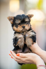 small cute Yorkshire terrier puppies in the summer on the street against the background of grass and flowers