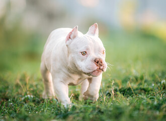 American Bully puppy walking on the grass