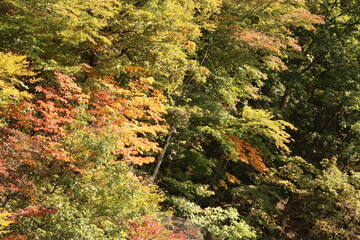 色づき始めた10月の奥多摩湖。