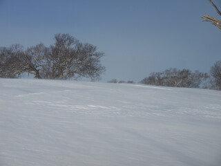 Fototapeta premium Ground blizzard with Strong wind and Drifting snow on hilltop, winter on Iturup, Kuril islands