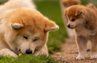 duo akita, un chien adulte avec un bébé chien le regardant attentivement