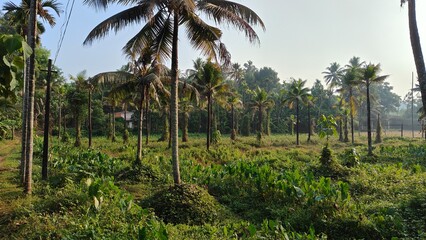 Green landscape of a farm in kerala filled with coconut trees. eye catching vacation view of nature in the sount india. sunny day in the fields of palm and coconut trees. green natural background. 