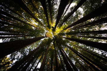 Abstract view of large trees looking up