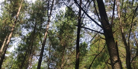 trees and sky