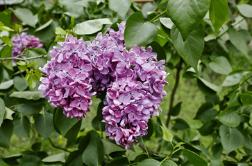 Beautiful lilac flowers branch on a green background, natural spring background. Blooming lilac bush with tender flower. Selective focus, blurred background