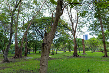 Green lawn city park forest evening sky with building
