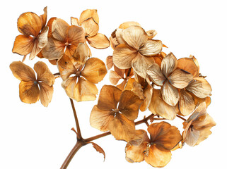 Dried hydrangea flowers on a white background, isolated. Korean callistis leaves in autumn colors. An isolated dried hydrangea flower for floral arrangement, in a close-up view.


