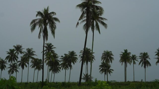 Panoramic pan movement view on palm trees in stormy weather.