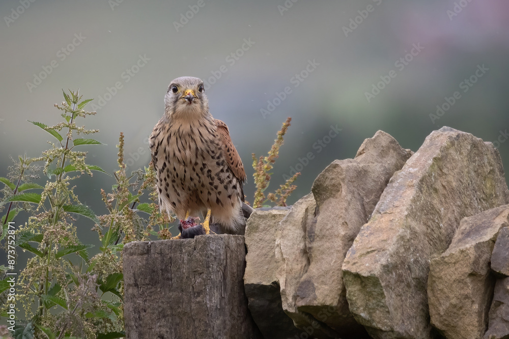 Poster an alert male kestrel is perched on the top of a post at the end of a dry stone wall. he is eating a