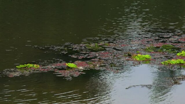 Green and red caltrop plants floating on the surface of the lake.