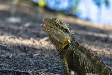 Portrait of an Australian Water Dragon