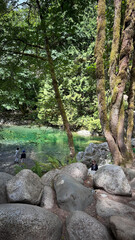 Fototapeta premium stream in the forest