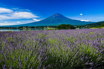 Obraz premium 河口湖から富士山とラベンダー