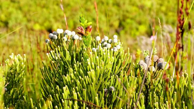 Brunia noduliflora fynbos shrub with clusters of fluffy white flower heads