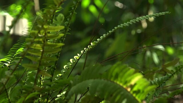 leaves of fern moving in the wind with foresty scene in the background