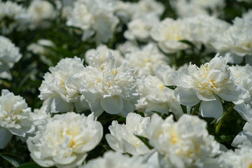 白いシャクヤクの輝き