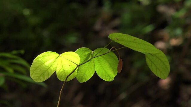 Leaves of bidi leaf tree moving in windy weather in sunlight with blurry background