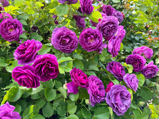 Rose shrub pink purple flowers 