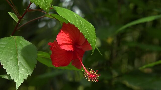 Red flower of hibiscus plant with long petal mobing in windy weather in sunlight.