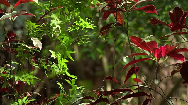 Leaves of chinese croton and japanese fern backlit by the sun moving in windy weather.