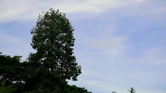 Foliage of mangolia tree moving in the wind with cloudy sky in the nackground.